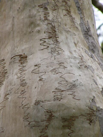 Scribbly Gum